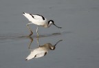 Avocetta