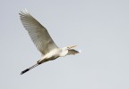 Airone bianco Airone bianco