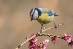 Cinciarella di primavera