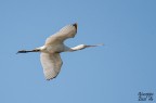 Spatola in volo Spatola in volo