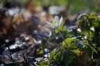 anemone nemorosa