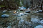 2 Branches in the river