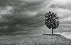 solitario solitario