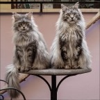 Gli accondiscendenti