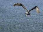 Pellicano 2 Pellicano 2