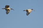 Ibis in volo