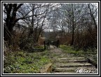 Sentiero nel bosco Sentiero nel bosco