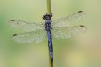 Orthetrum coerulescens