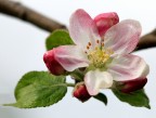 Fiore di melo Fiore di melo