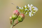 Anthocharis cardamines Anthocharis cardamines
