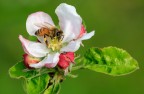 Fiore di melo con ape