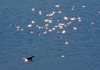 Acqua e stelle Acqua e stelle