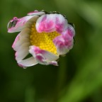 Pronta a sbocciare Pronta a sbocciare
