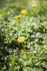 Dolce primavera Dolce primavera