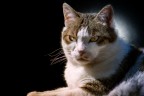 Gatto Gatto