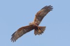 Falco di palude Falco di palude