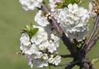 Fiore di ciliegio Fiore di ciliegio