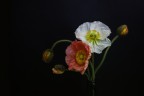 Poppies Poppies