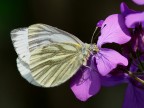 Pieris napi Pieris napi