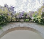 La Primavera a Milano (Il glicine)