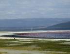 Curva e Fenicotteri - Kenya