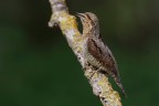 il primo torcicollo della stagione il primo torcicollo della stagione