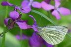 Pieris napi (2) Pieris napi (2)