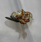 ***Dinner in the ice***