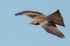 Nibbio bruno (Milvus migrans)