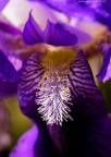 Purpl cofusion Purpl cofusion