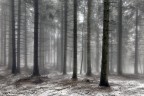 MISTY FOREST