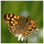 Pararge aegeria Pararge aegeria