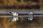 Avocette