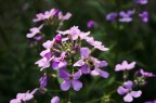 La Primavera belle ci fa