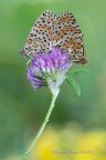 Macrocoppia