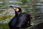 Cormorano Cormorano