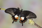 Papilio polytes Papilio polytes