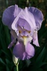 La Primavera belle ci fa