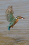 Kingfisher in virata Kingfisher in virata