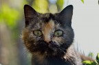 Miao Miao