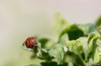 Coccinella 1 Coccinella 1