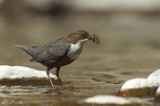 Cinclus cinclus - Merlo acquaiolo Cinclus cinclus - Merlo acquaiolo