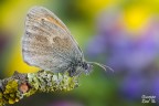 Coenonympha Pamphilus Coenonympha Pamphilus
