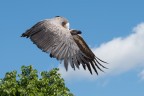 Volo Volo