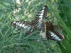 In cerca di privacy - Parthenos sylvia In cerca di privacy - Parthenos sylvia