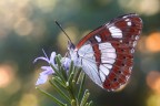 Limentis reducta Limentis reducta