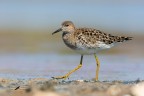 Combattente_Philomachus pugnax Combattente_Philomachus pugnax