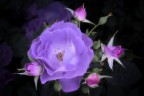 rosa rosa