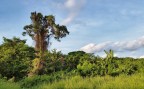 La foresta del tropico