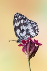 Melanargia galathea Melanargia galathea
